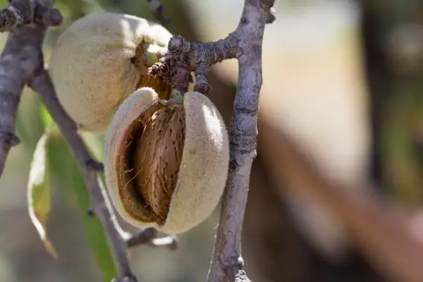 almond, fruit, cultivation-1632239.jpg